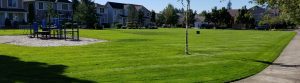 Commercial Landscape Maintenance Services HOA Playground With A Lush Picturesque Landscape