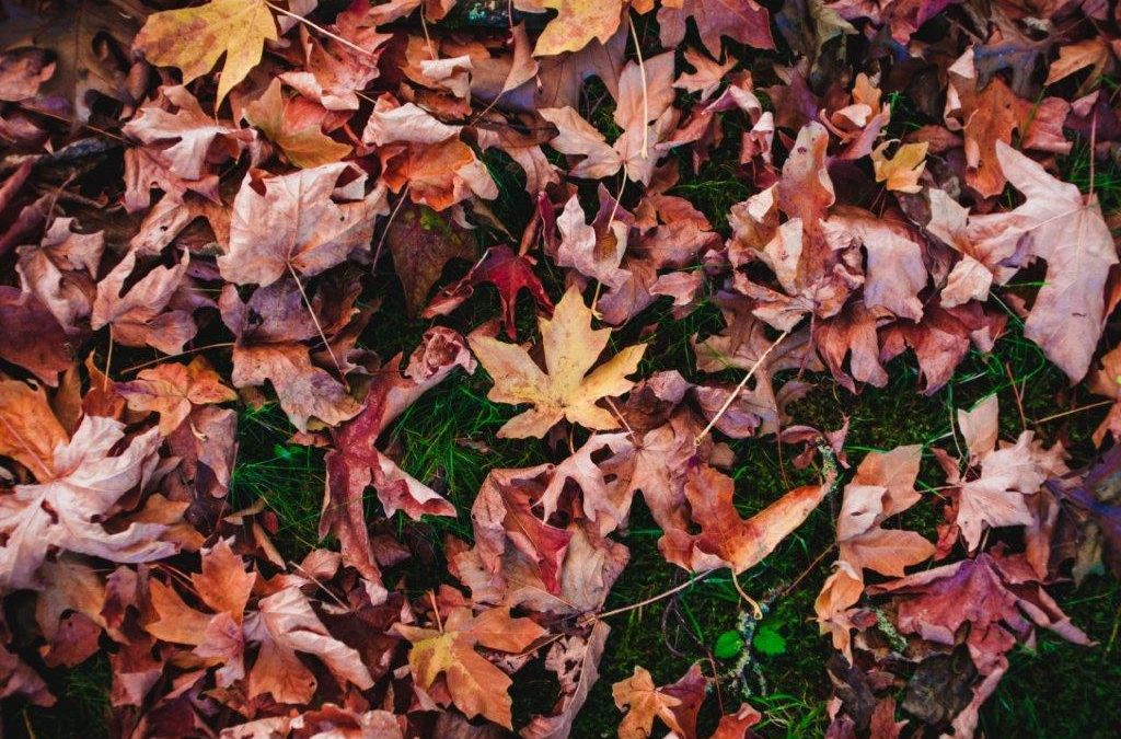 Getting Ready For Fall: 4 Tips For Yard Care & Cleanup
