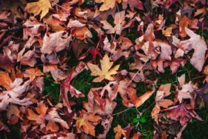 fall yard care