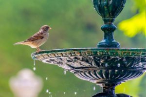 water features