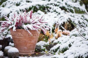 winter garden small