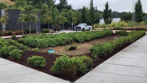 Commercial Landscape Cleanup After Removing Bushy Overgrowth